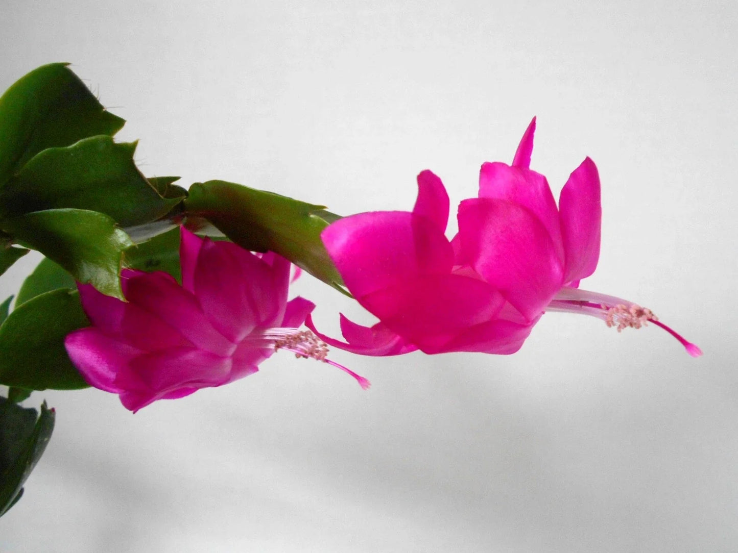 Schlumbergera Starter Plant - Thor Sharon Christmas Cactus Indoor Houseplant - Pink Flowers, Easy Care, 4-Inch Pot
