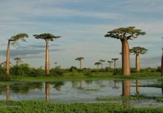 Baobab Tree Seeds 5 Pack Adansonia digitata Tropical Ornamental Tree Seeds for Garden or Pot