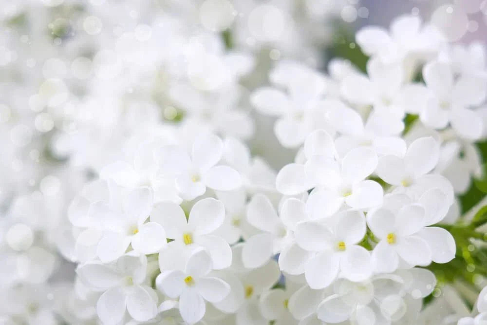 White Lilac Seeds | 100+ Seeds | Fragrant Bonsai Variety | Syringa vulgaris