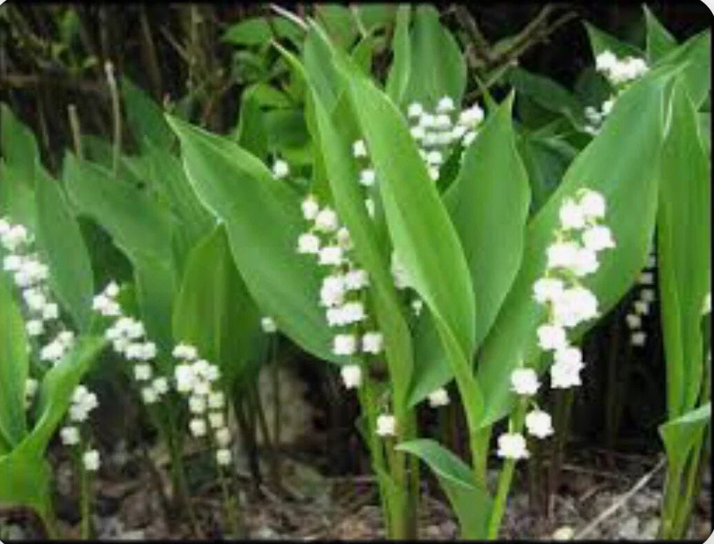 Lily of the Valley Bare Root Perennial Plants – Convallaria majalis, Fragrant White Flowers, Shade Garden, 12+ Live Plants