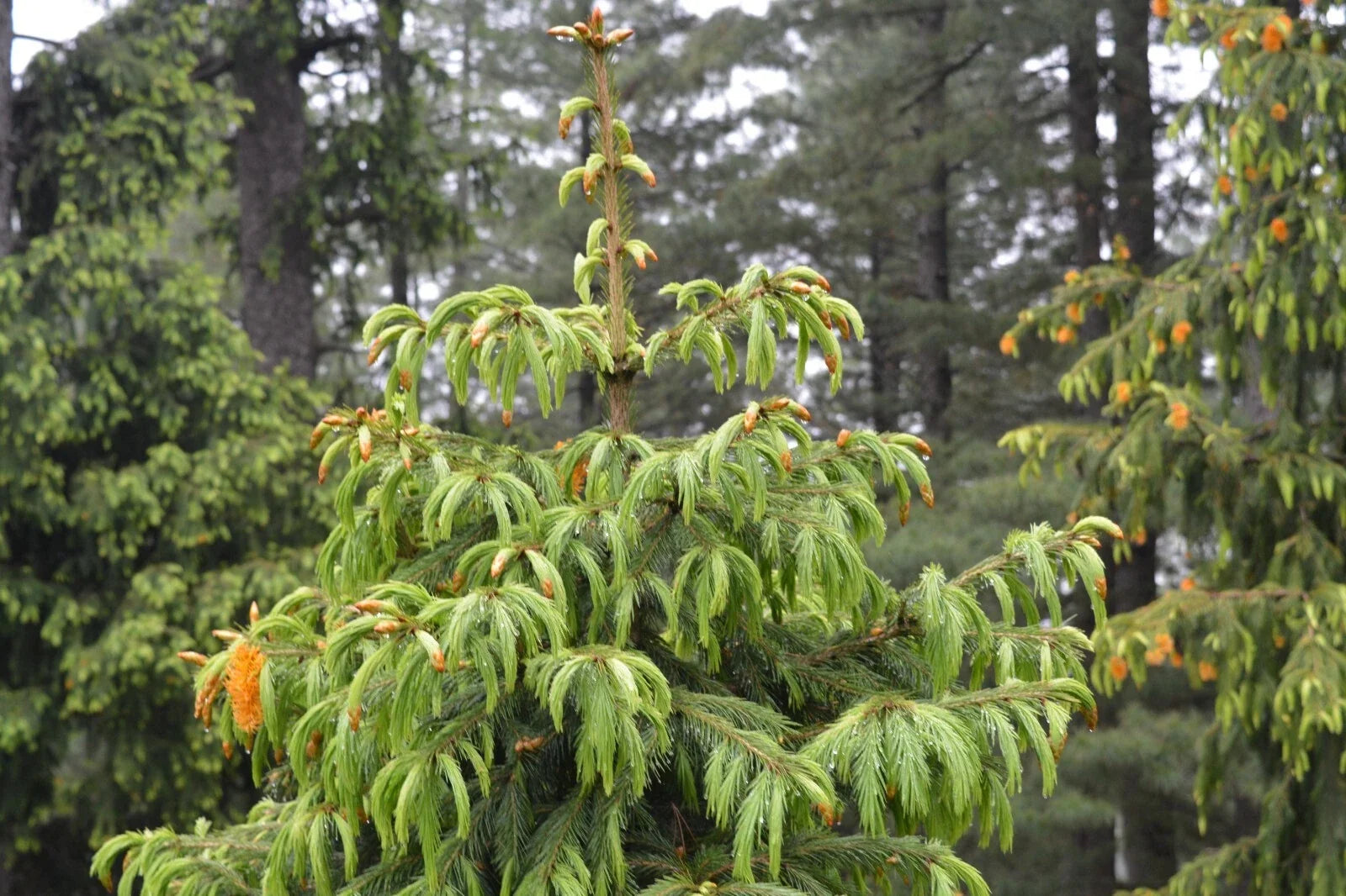 Morinda Spruce Seeds - 30 Picea smithiana Evergreen Tree Seeds for Gardening and Landscaping