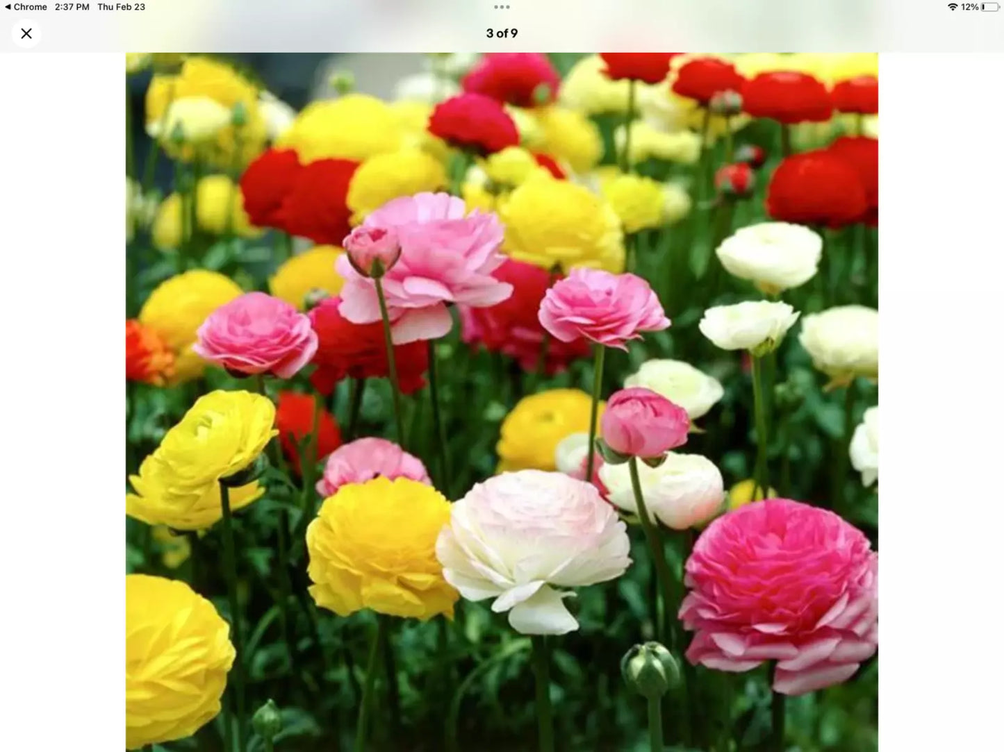Ranunculus Persian Buttercup Seeds - 100 Count Packet, USA Grown Flower Seeds