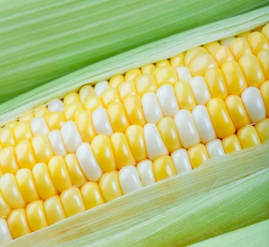 Peaches and Cream Sweet Corn Seeds - Bi-Color Kernels, High Yield, Non-GMO, Zea mays, 30 Seeds