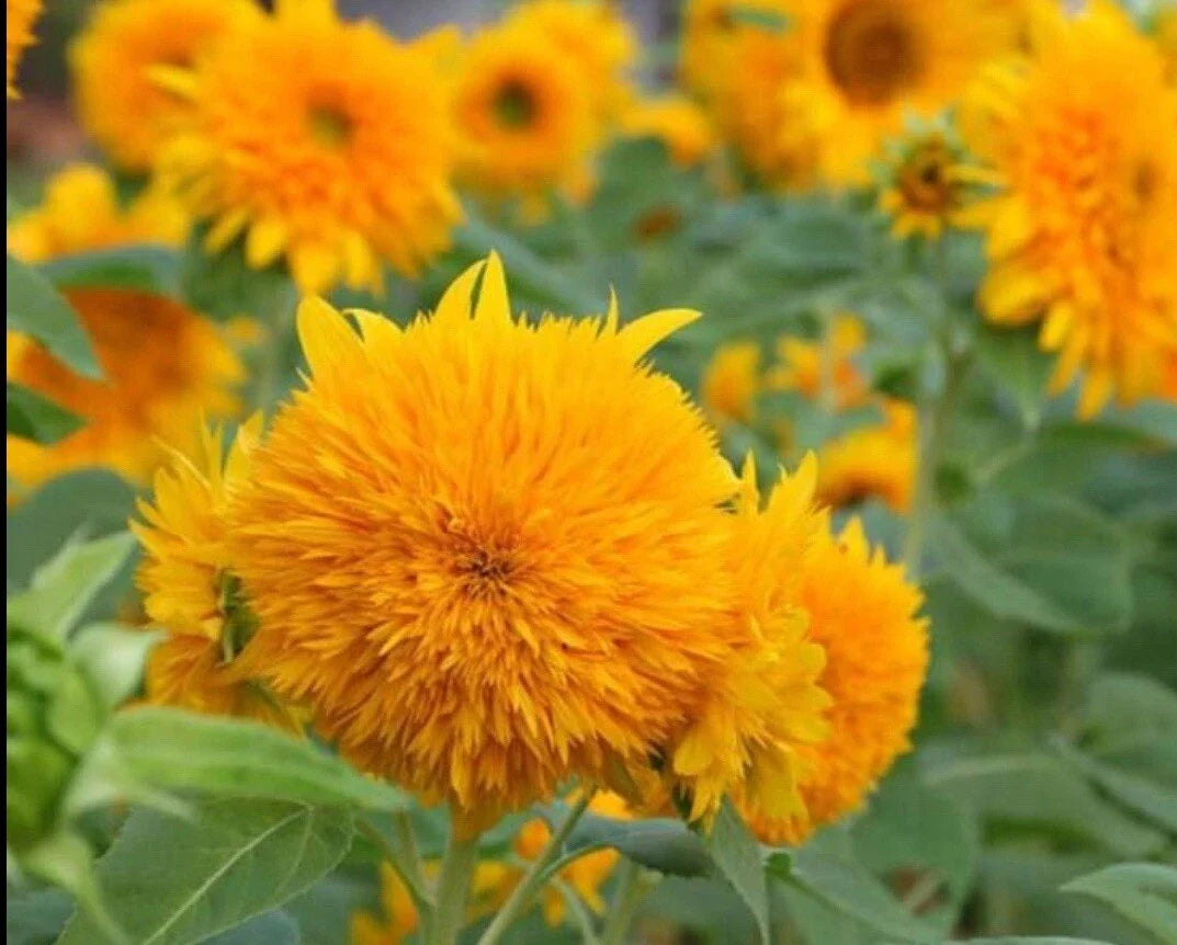 Dwarf Teddy Bear Sunflower Seeds - 20+ Non-GMO Heirloom Pack | Helianthus annuus | Compact, Bright Yellow Blooms