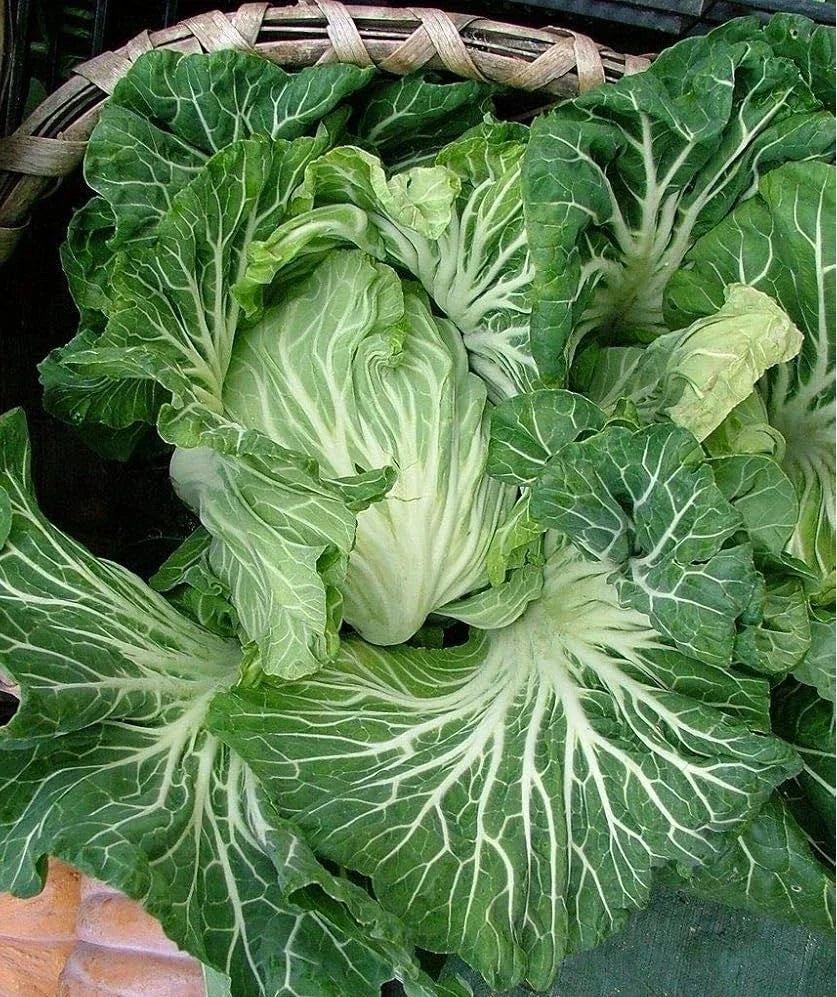 Portuguese Kale Seeds, Brassica oleracea var. tronchuda, Tender Green, Caldo Verde Soup, 100-5000 Seeds