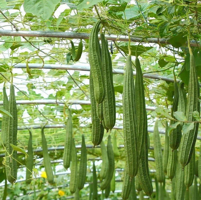 Ridge Gourd Luffa Live Plant in 4-Inch Pot, Climbing Vegetable, Luffa Acutangula, Full Sun, Fast-Growing Garden Plant