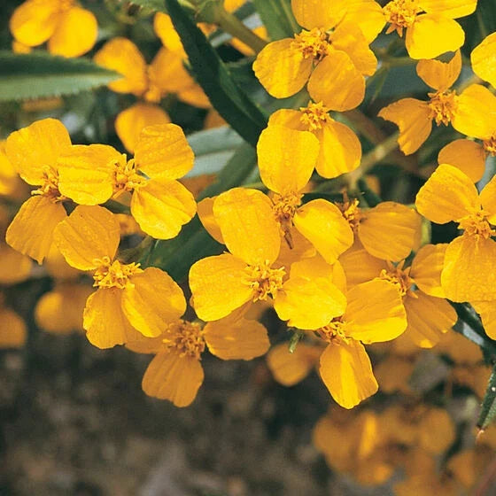 Mexican Mint Marigold Seeds - 100+ Tagetes lucida Herb Seeds for Culinary & Garden - Spanish Tarragon Herb Seed