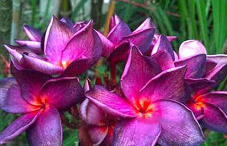 Plumeria Seeds - 5 Bright Purple Pink Perennial Flower Seeds - Frangipani