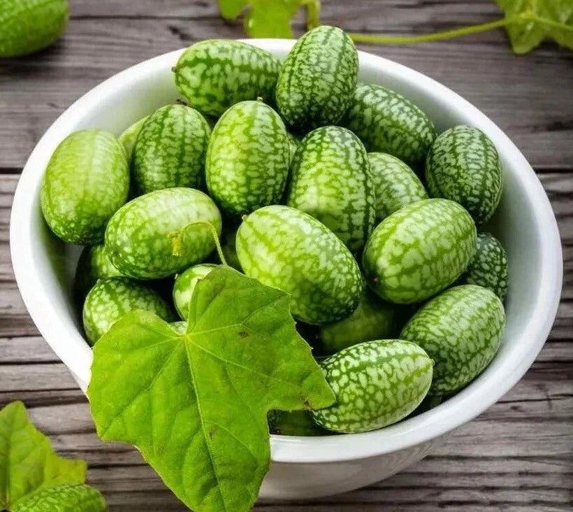 Cucamelon Seeds - 15+ Non-GMO Melothria Scabra Mexican Sour Gherkin for Garden, Container, Salad