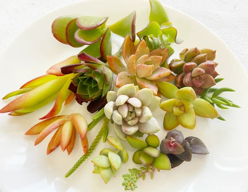 Succulent Cuttings - 15 Colorful Varieties for Planting & Arrangements - Low Maintenance Succulents - Various Species