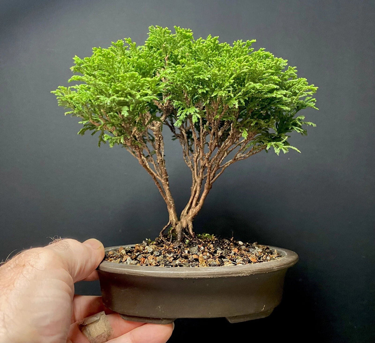 Mame Bonsai Tree Tsukumo Cypress 7 Years Old Chamaecyparis Pisifera in Japanese Pot