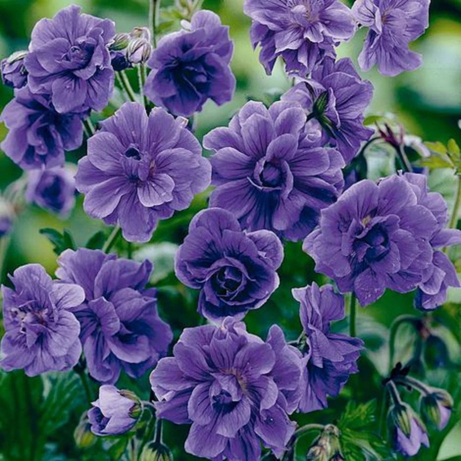 Double Purple Geranium Seeds - Perennial Flower Seeds for Borders & Containers - Geranium maculatum