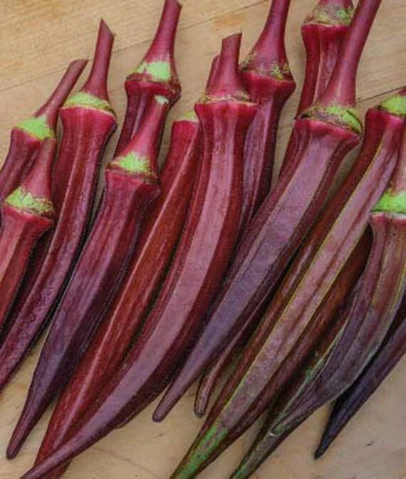 Okra Seeds Red Burgundy AAS Winner - 55 Seeds, Edible Flowers & 6-8" Pods