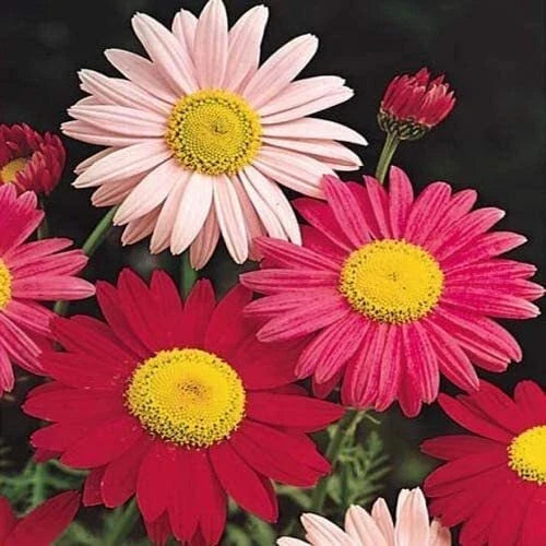 Painted Daisy Seeds 2,500 Count Chrysanthemum Perennial Flower Seeds for Garden, Borders, and Cut Flowers