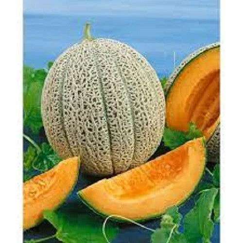Premium Heirloom Hale's Best Jumbo Cantaloupe Seeds - Sweet Flavor Cucumis melo