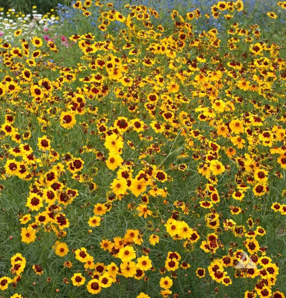 Plains Coreopsis Seeds - 500 Heirloom Wildflower Seeds for Full/Part Sun - Calliopsis Native Wildflower for Pollinators
