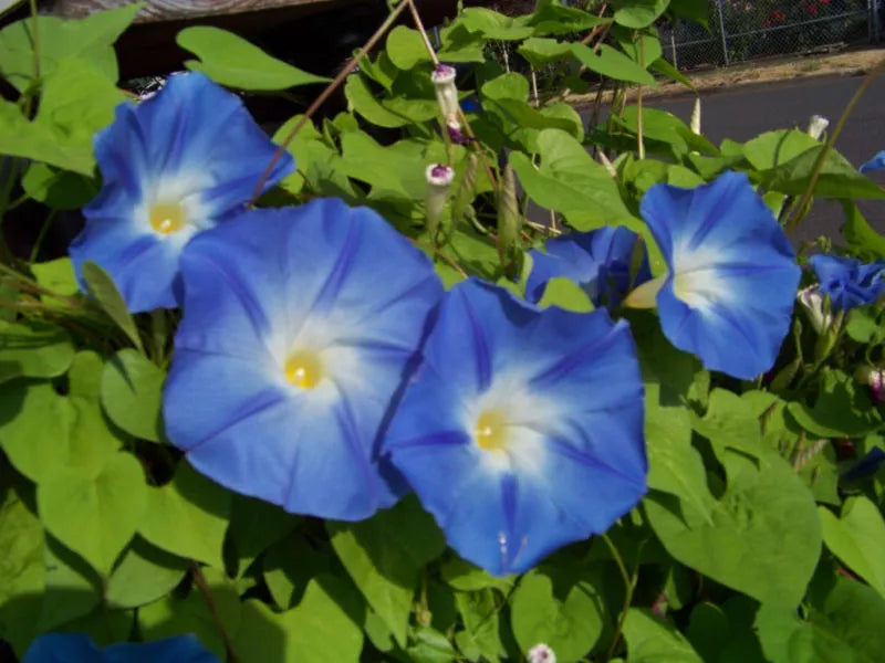 Morning Glory Seeds - 55 Heavenly Blue Ipomoea purpurea - GroCo USA