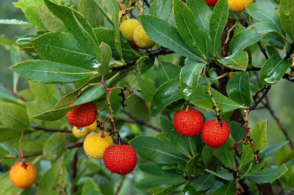 Strawberry Tree Seeds - 50+ Non-GMO Arbutus unedo Seeds for Garden, Container, or Landscape Planting