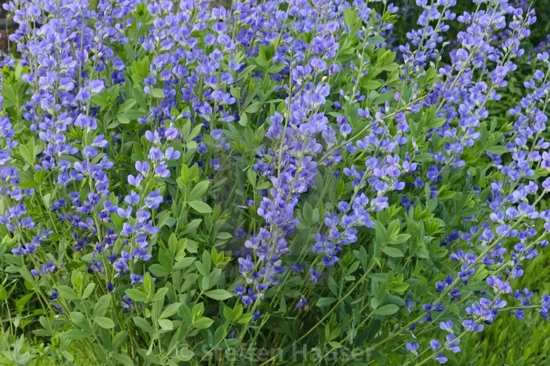 Blue False Indigo Live Plants Set of 2, Baptisia australis, 12-16 Inches, Blue Flowers, Drought-Tolerant Perennials