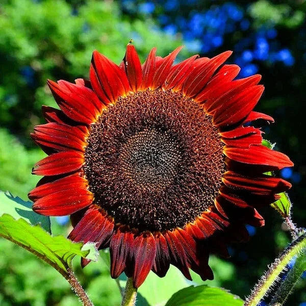 Red Sun Sunflower Seeds - Organic Pack of 50, Helianthus annuus, Non-GMO, USA Grown, Vibrant Red and Yellow Flowers