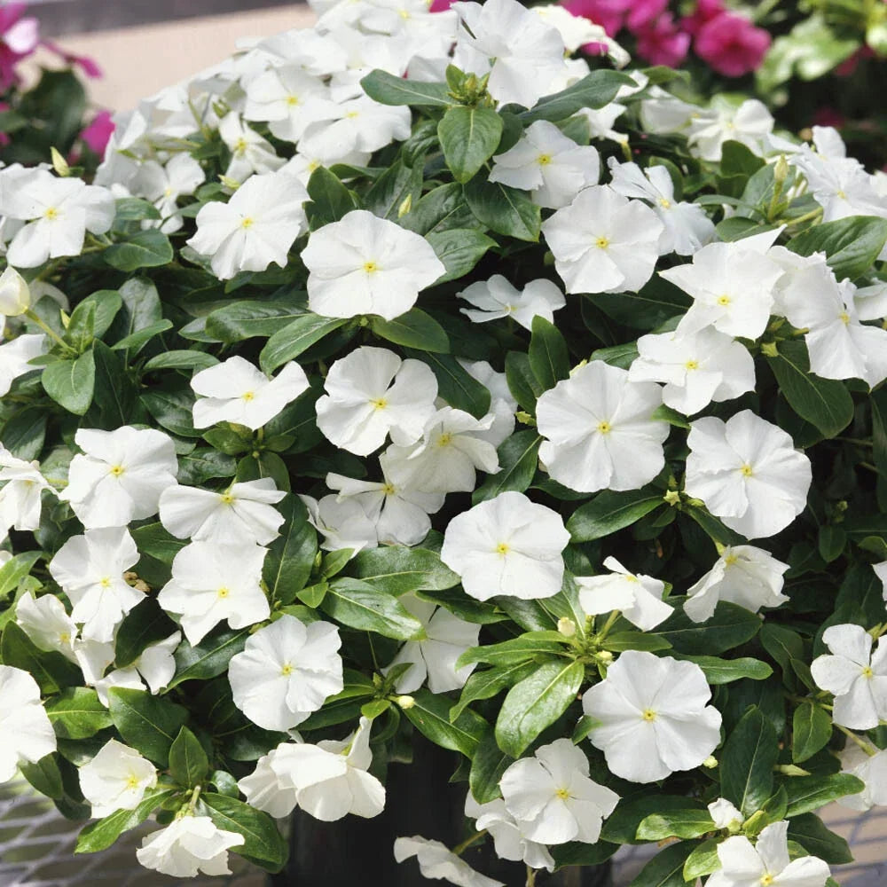 Vinca Logro White GL Seeds - 500 Count Catharanthus roseus Garden Flower Seeds