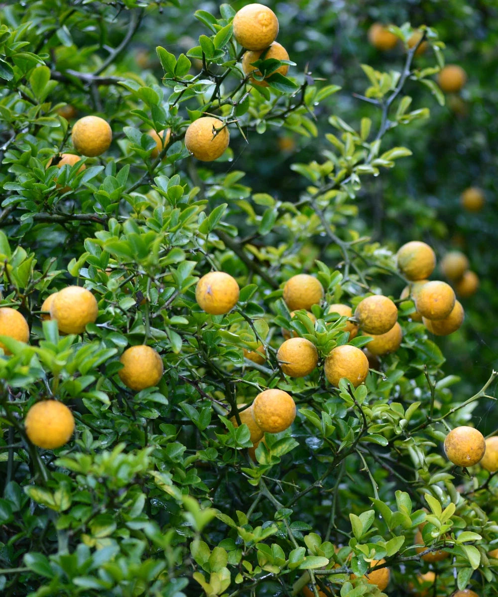 Trifoliate Hardy Orange Tree Seedling 4-6 Inch Poncirus trifoliata Fully Rooted Citrus Shrub