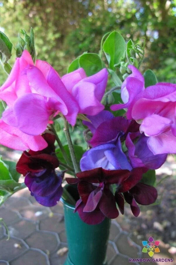 Dwarf Sweet Pea Seeds - 50+ Cupid Mixture - Fragrant Garden Flowers - Lathyrus odoratus - Easy to Grow