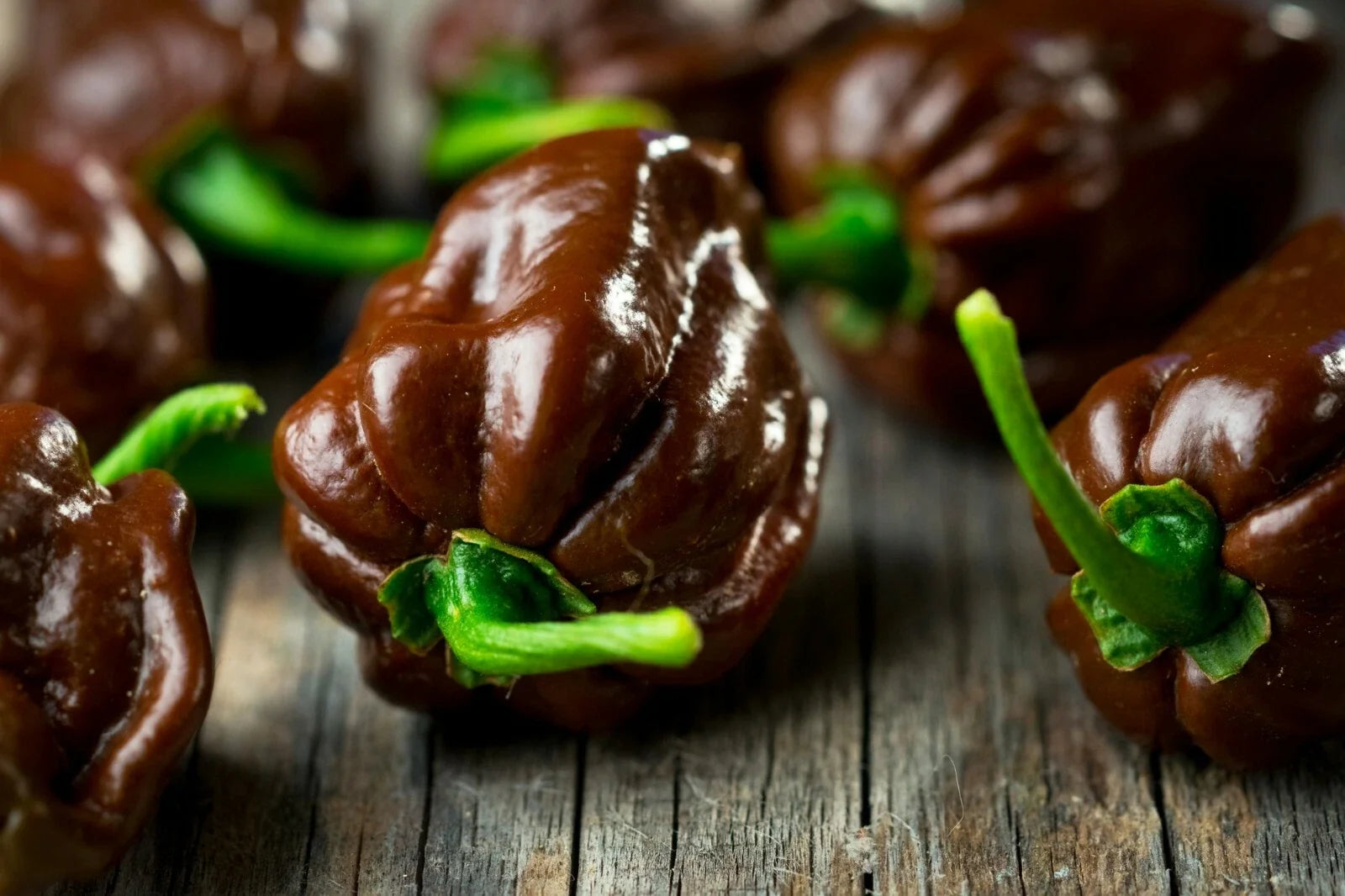 Chocolate Habanero Seeds - 40 Pack, Spicy Capsicum chinense, Gourmet Pepper for Salsas & Sauces, Organic, Non-GMO, Full Sun