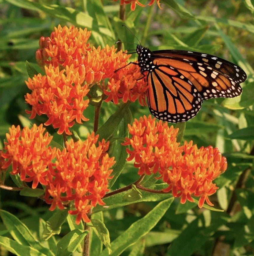 Milkweed Seeds 100 Count - Native Wildflower to Attract Monarch Butterflies