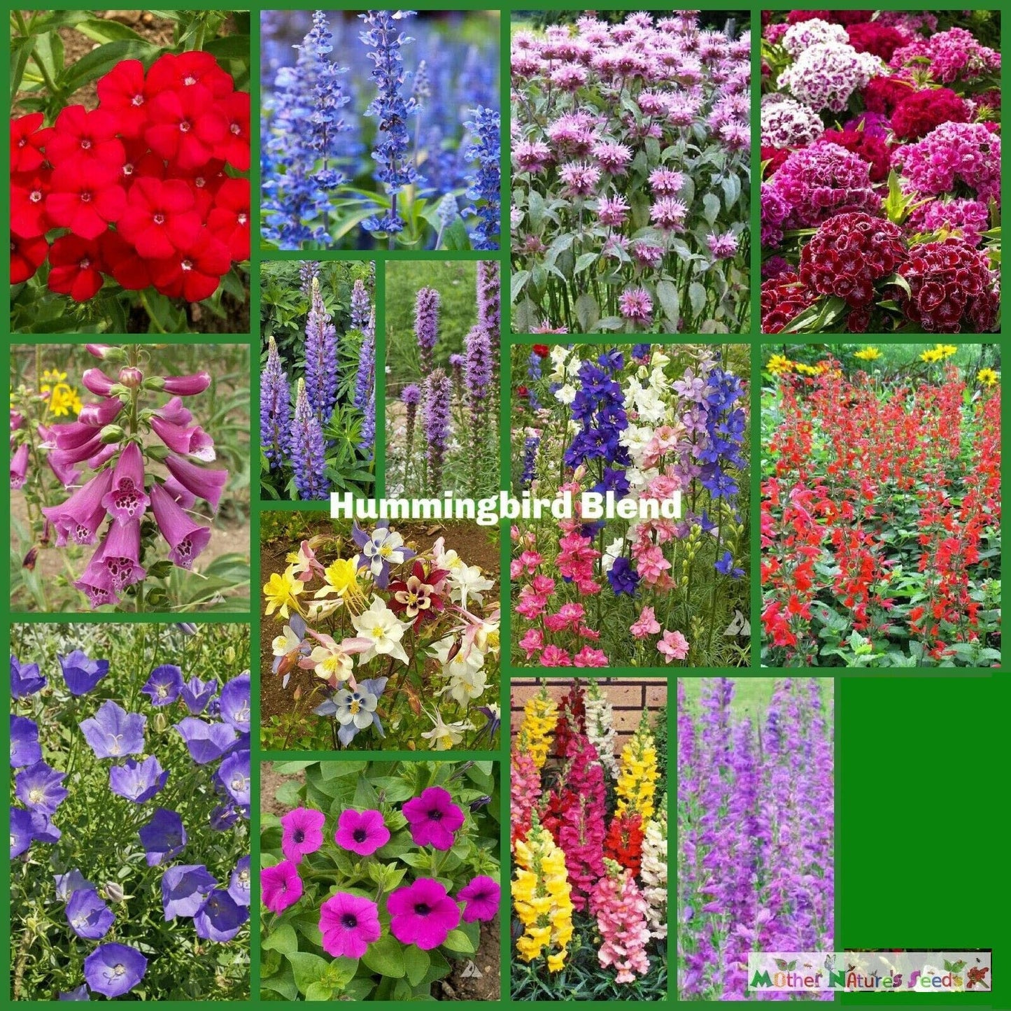 Wildflower Mix Hummingbird Blend Seeds, Nectar Flowers, Non-GMO Perennials for Pollinators, 1500 Seeds