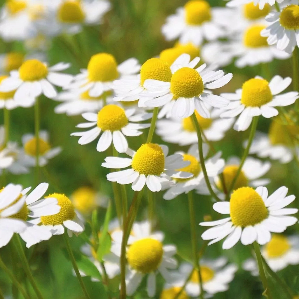 German Chamomile Seeds 2500+ - Matricaria chamomilla Annual Herb for Fragrant Groundcover