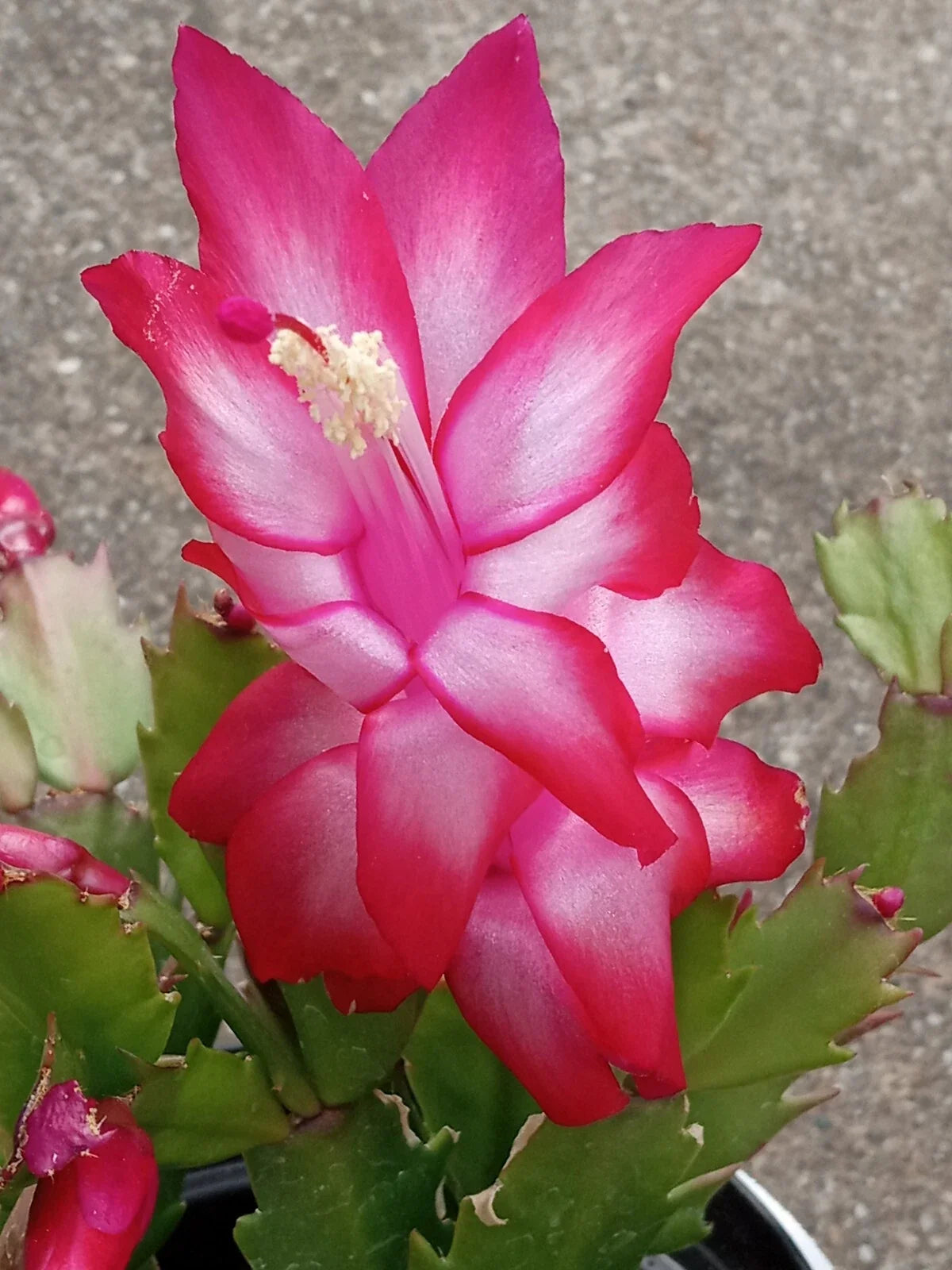 Thanksgiving Holiday Cactus Plant - Red Schlumbergera Zygocactus Leaf Cuttings - Indoor Succulent for Holiday Decor