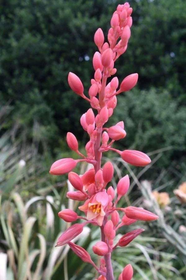 Texas Yucca Seeds - Brakelight Red Variety, Drought-Tolerant, Xeriscaping, Hesperaloe funifera, 85 Seeds
