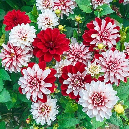 Pacific Time Dahlia Seeds - Perennial Flowering Plant - Dahlia pinnata - Vibrant Blooms, Easy to Grow, Pollinator Attractant