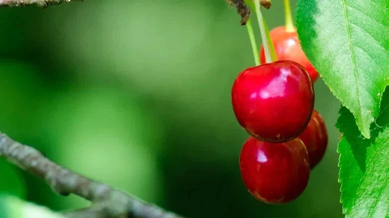 North Star Cherry Seeds - Pack of 10+ Prunus cerasus 'North Star' Fruit Tree for Garden Planting