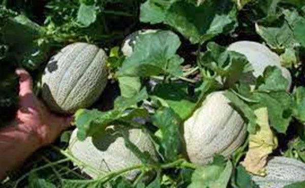 Muskmelon Seeds 25+ Hales Best Jumbo Heirloom Cucumis melo for Sweet, Juicy Cantaloupe Gardening