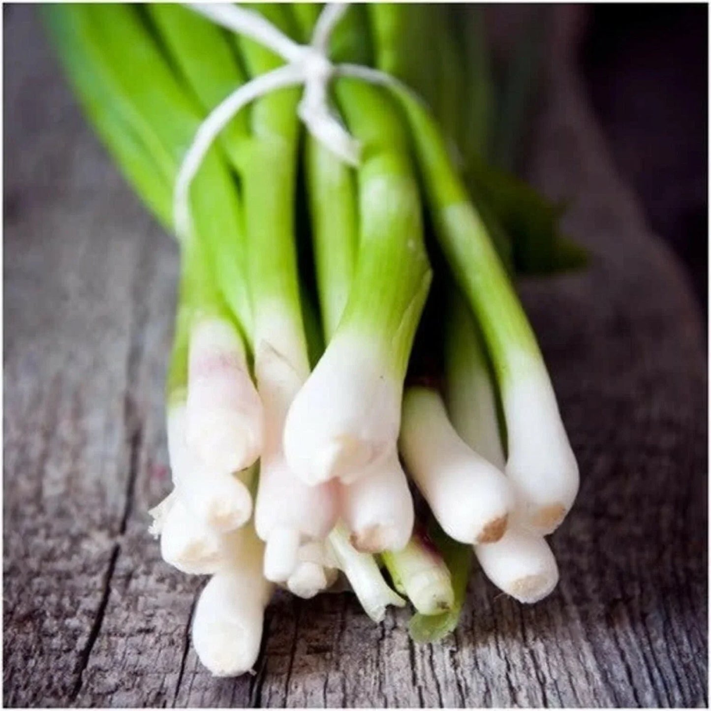 Tokyo Long White Bunching Onion Seeds | NON-GMO Heirloom Scallions Allium fistulosum