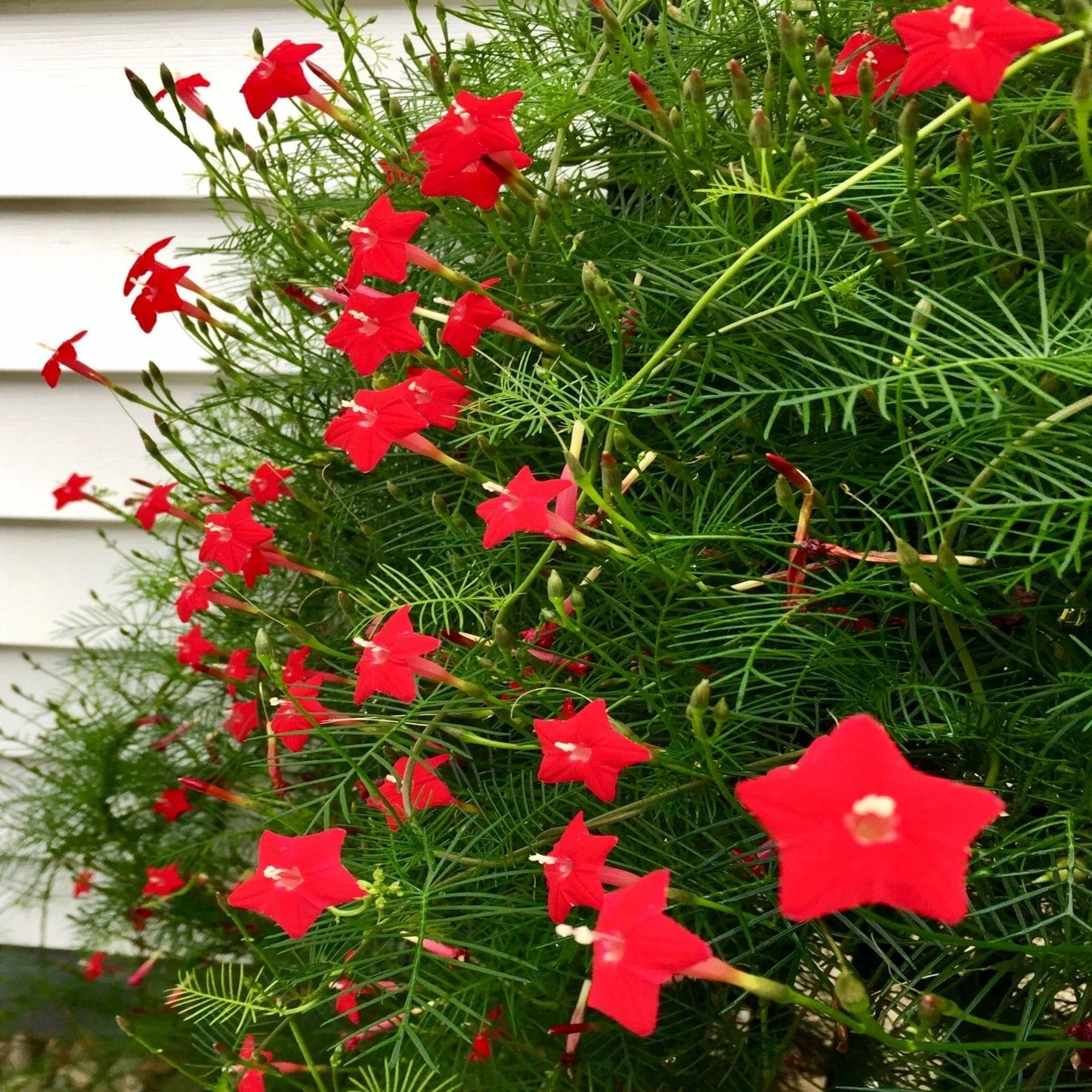 Star Glory Seeds - 20 Cardinal Creeper Vine Flower Seeds - Attracts Butterflies & Hummingbirds - Ipomoea quamoclit