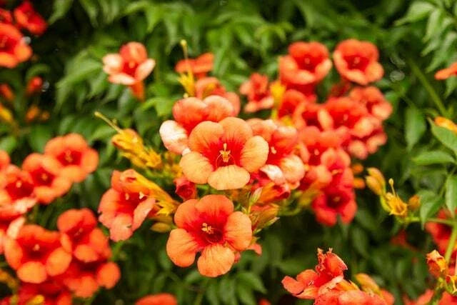 Yellow Hummingbird Bush Seeds - Non-GMO Tecoma stans Trumpet Vine Seeds for Attracting Hummingbirds & Butterflies