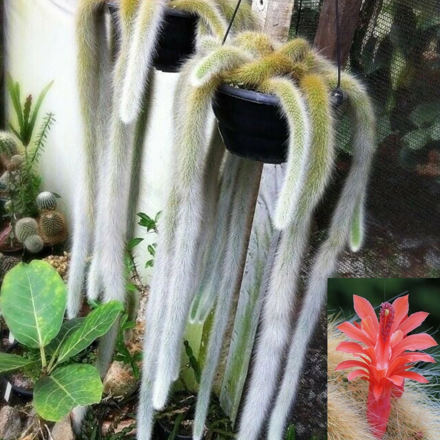 Monkey Tail Cactus Cutting 4 Inch Hildewintera colademononis Succulent Plant, Easy Care Indoor Outdoor