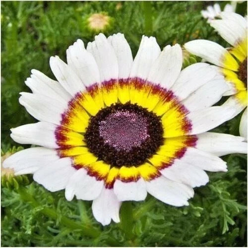 Chrysanthemum Tri-Color Painted Daisy Seeds – 200+ Annual Flower Seeds for Garden & Patio Containers – Vibrant Blooms & Pollinator Attractant