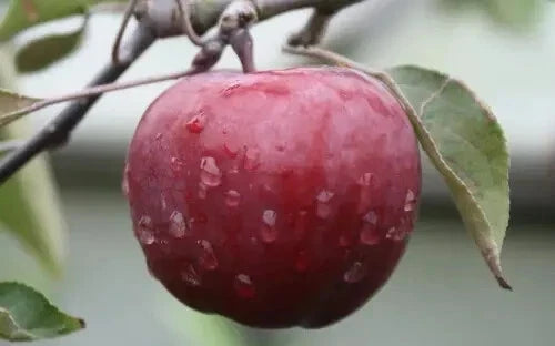 Almata Apple Seeds - 25+ Fruit Tree Seeds for Garden Planting - Malus domestica - Non-GMO, High Germination Rate