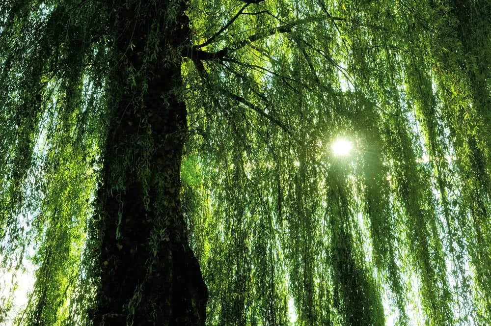 Weeping Willow Tree Live Plant – Fast-Growing Salix babylonica with Arching Canopy