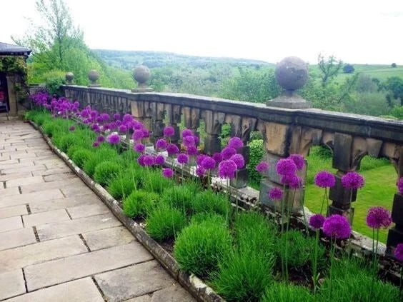 Purple Sensation Seeds - 10 Pack - Large 4-6" Purple Flowers - Allium aflatunense