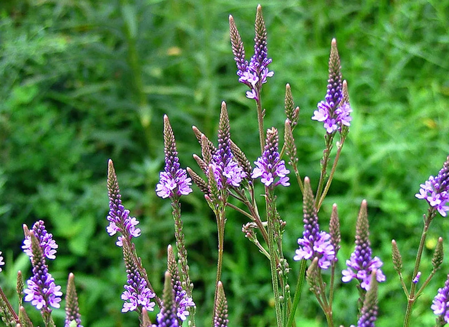 Blue Vervain Seeds 200+ Verbena Hastata Perennial Medicinal Plant USA