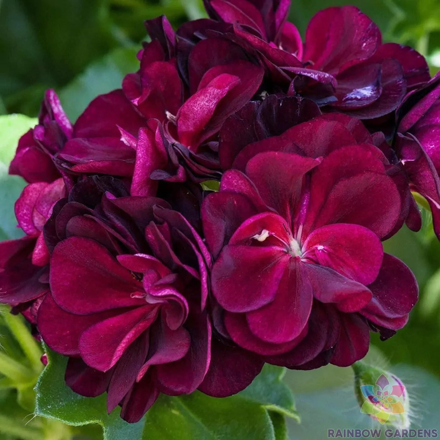 Dark Burgundy Ivy Leaf Geranium Seeds Pelargonium peltatum for Garden, Hanging Baskets & Containers, 25+ Seeds