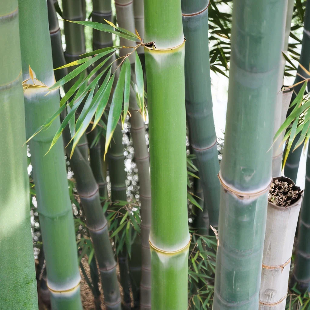 Bamboo Seeds - 50 Pack - Indian Bengle Clumping Privacy Plant for Garden Screening - Bambusa vulgaris var. striata