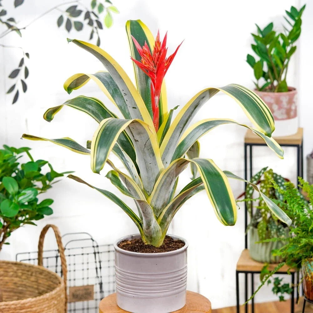 Aechmea Bromeliad Starter Plant - Felice Variety - Live Rooted Pup - Tropical Houseplant - Bromeliaceae, Aechmea fasciata