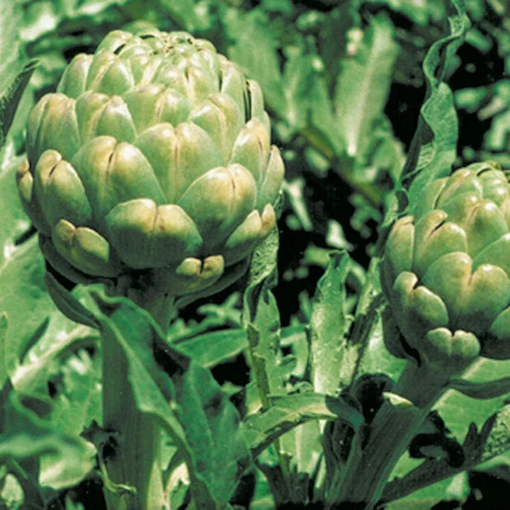 Artichoke Seeds 20 Count Green Globe Variety Cynara scolymus for Home Garden, Container Planting, Gourmet Cooking