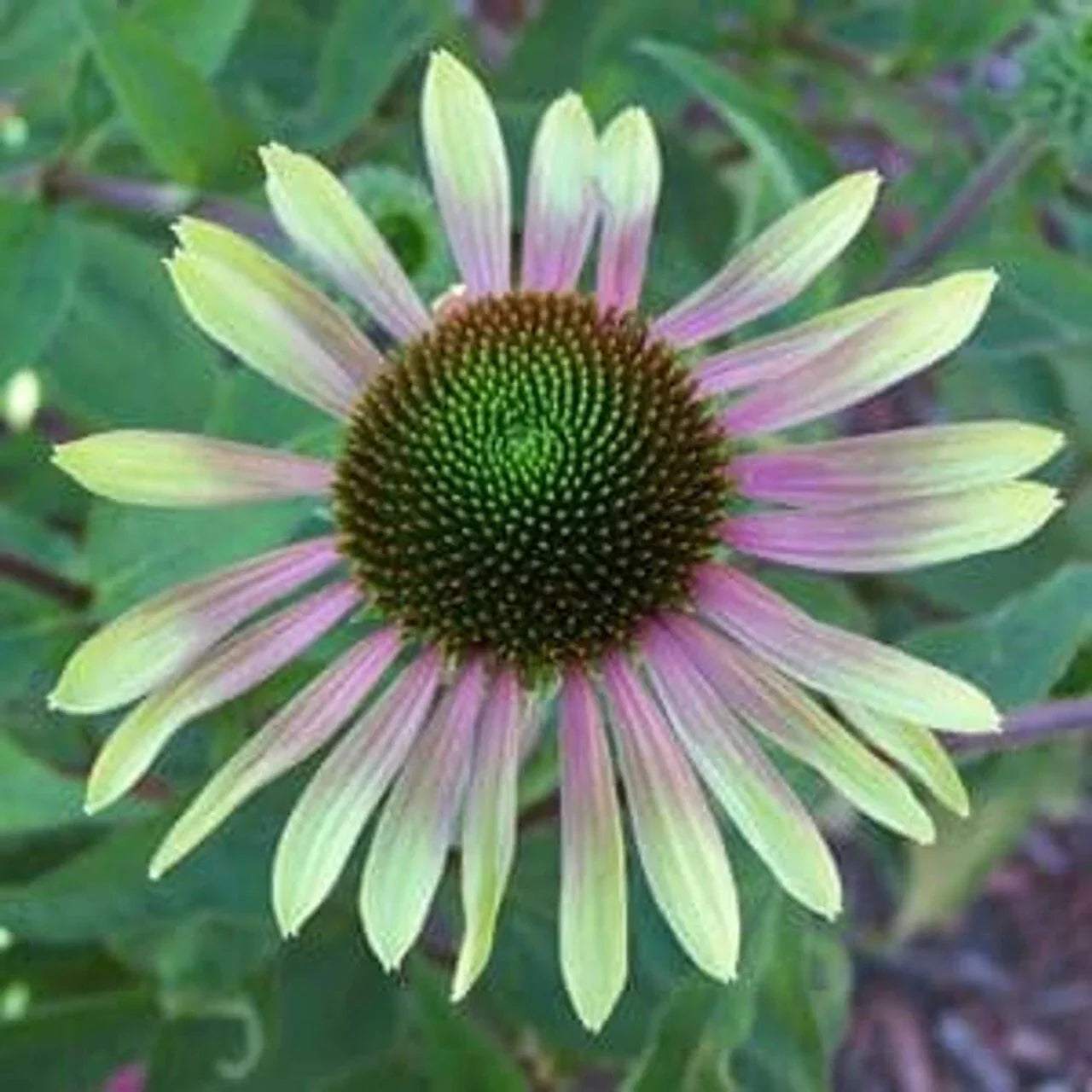 50 Green Envy Coneflower Seeds | Echinacea Purpurea Perennial Flower Seeds